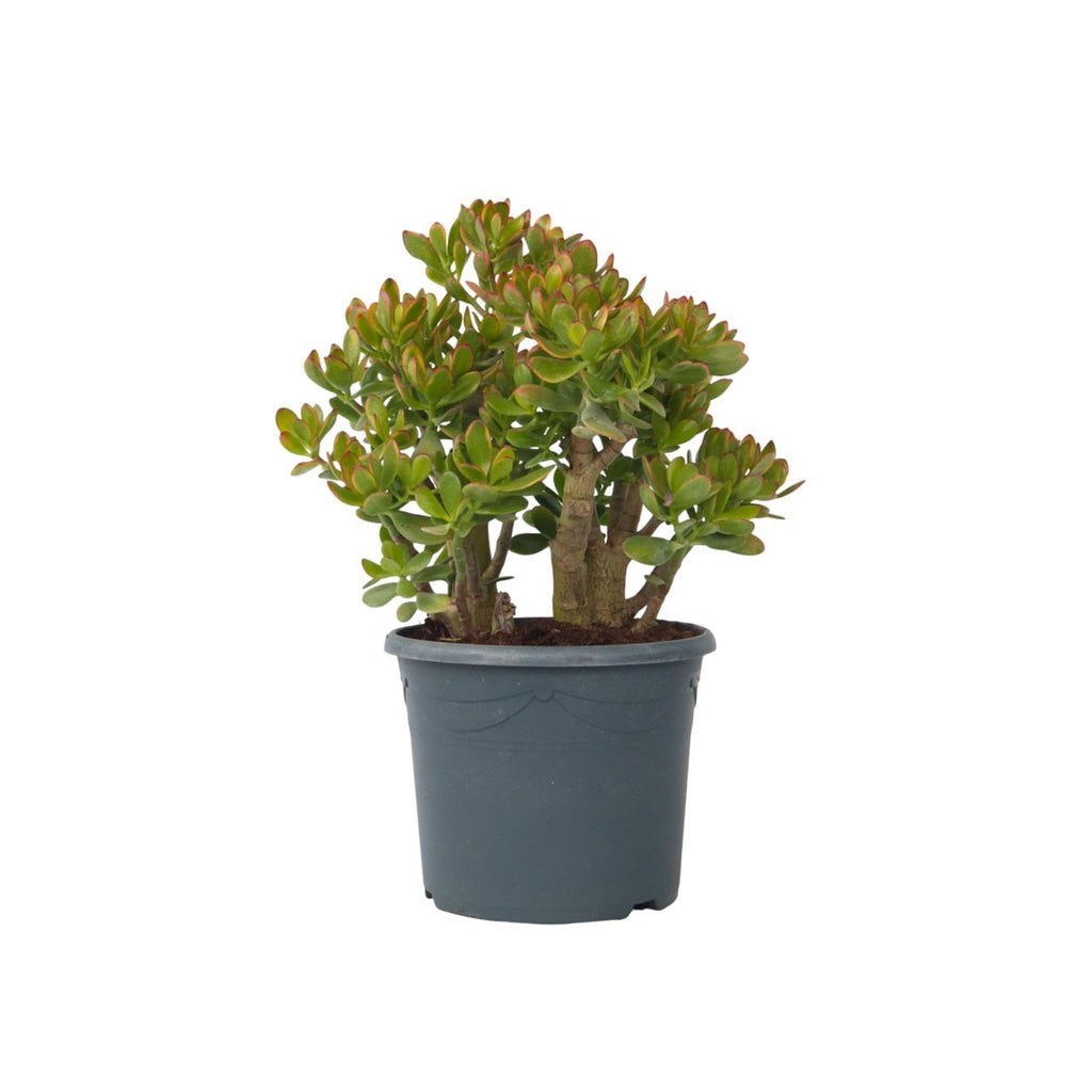 Jade plant - Crassula ovata 'Sunset' - Height 55-60cm - ⌀30cm