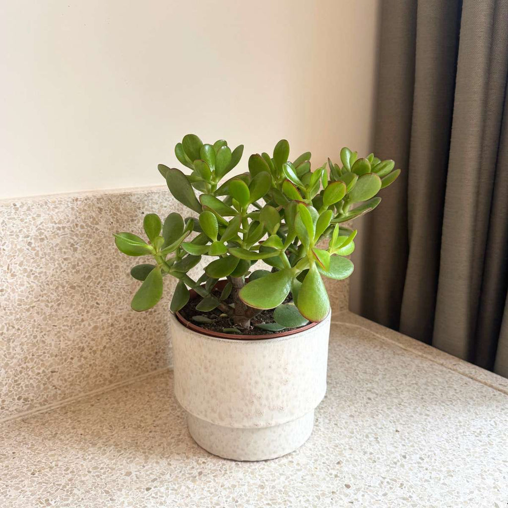 Jade plant - Crassula ovata 'Minor' - Height 30-35cm - ⌀17cm
