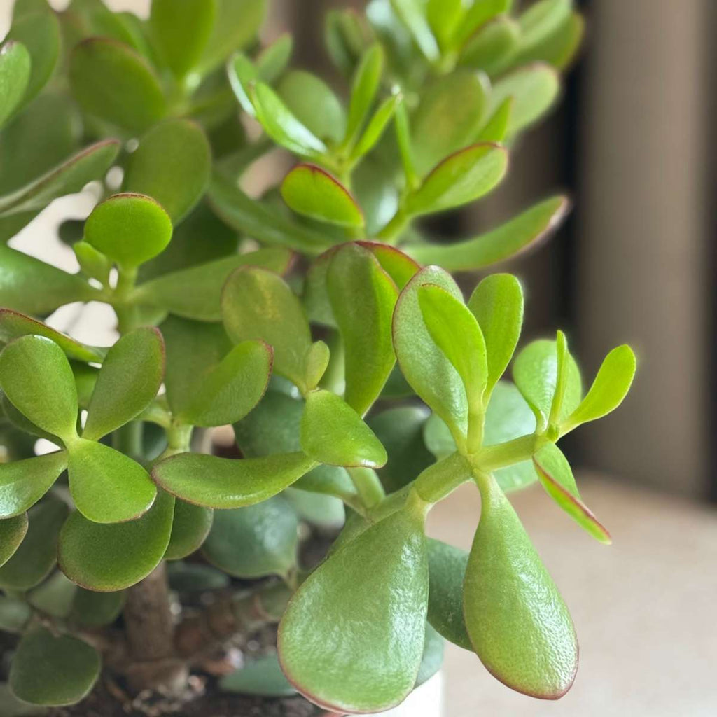 Jade plant - Crassula ovata 'Minor' - Height 30-35cm - ⌀17cm