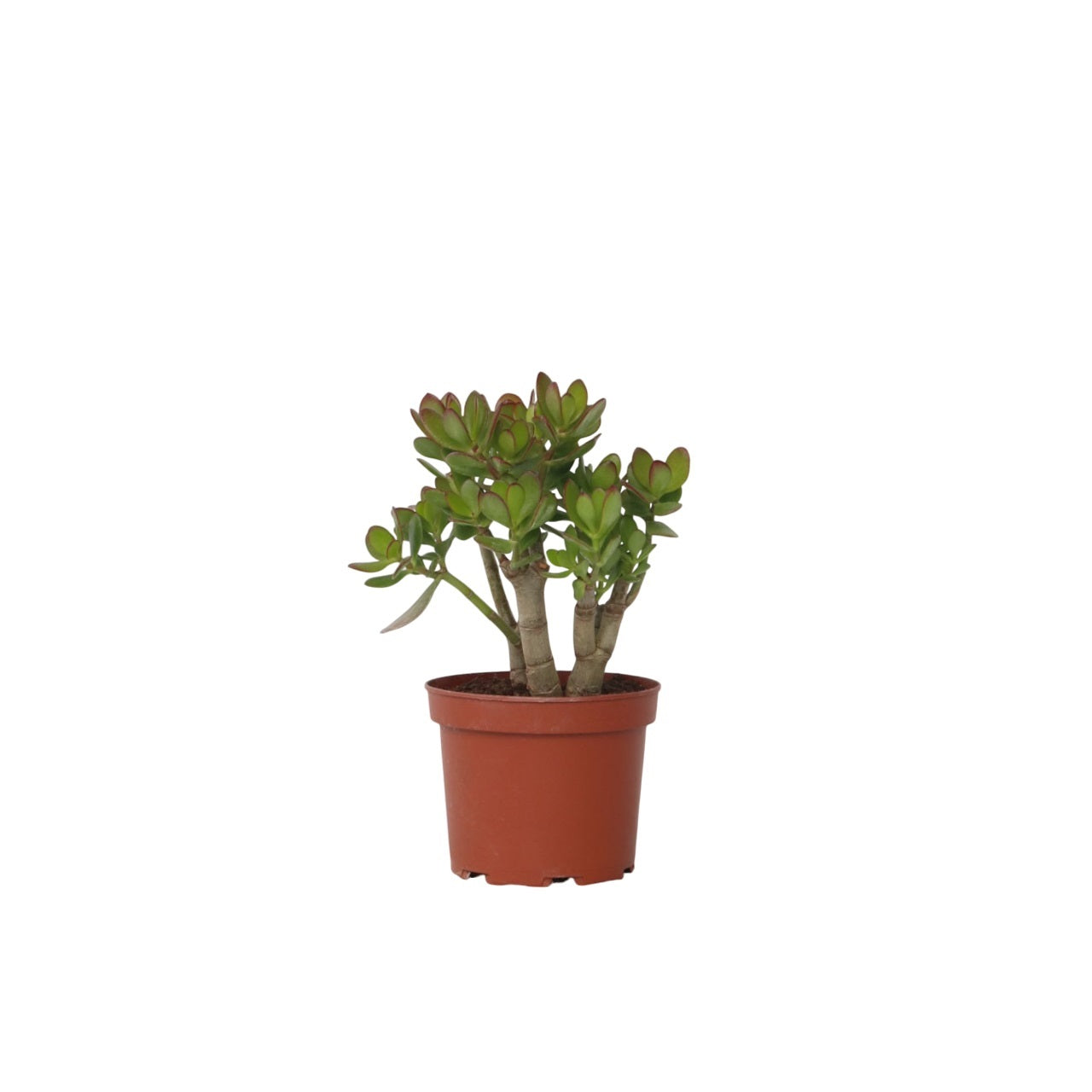 Jade plant - Crassula ovata 'Minor' - Height 30-35cm - ⌀17cm