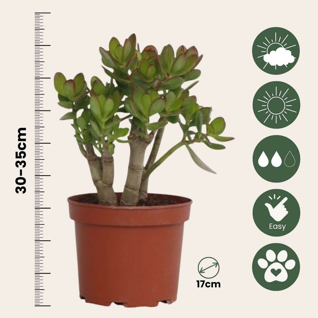 Jade plant - Crassula ovata 'Minor' - Height 30-35cm - ⌀17cm