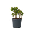 Jade plant - Crassula ovata 'Minor' - Height 60-65cm - ⌀30cm