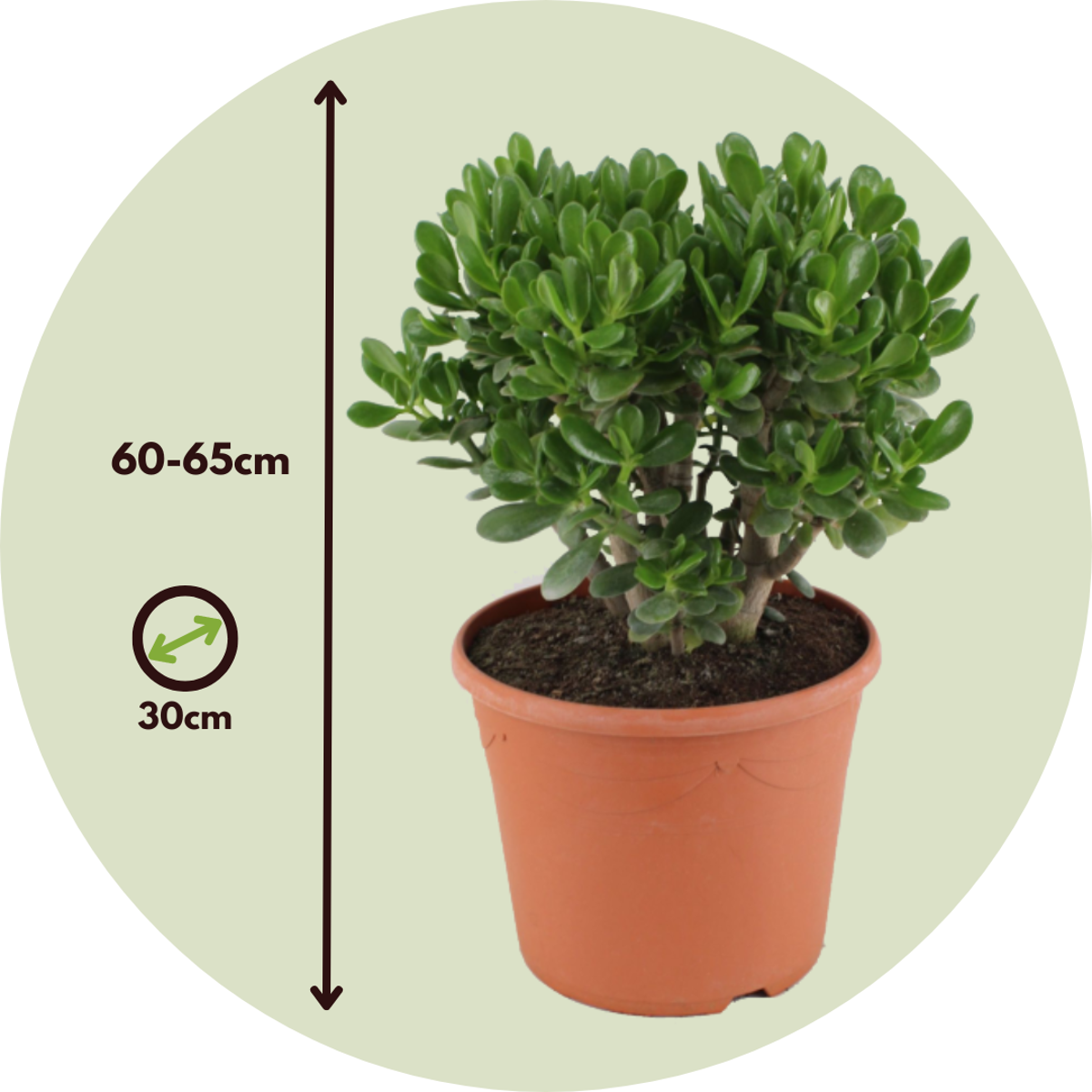 Jade plant - Crassula ovata 'Minor' - Height 60-65cm - ⌀30cm