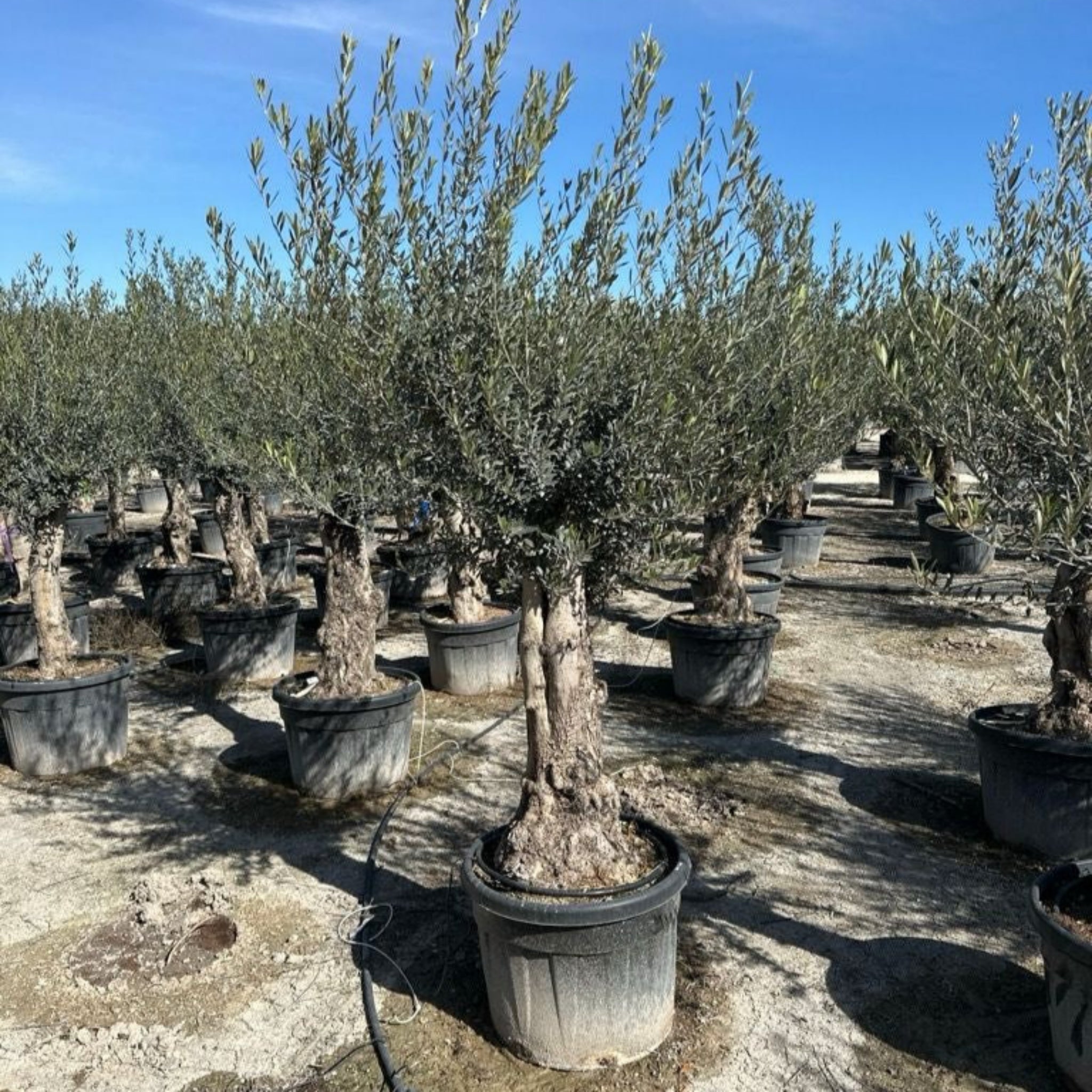 Olive Tree 110L Bonsai Specimen (Girth 40-60cm) 220-240cm Height