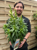 Antirrhinum (Snapdragon) White 3L