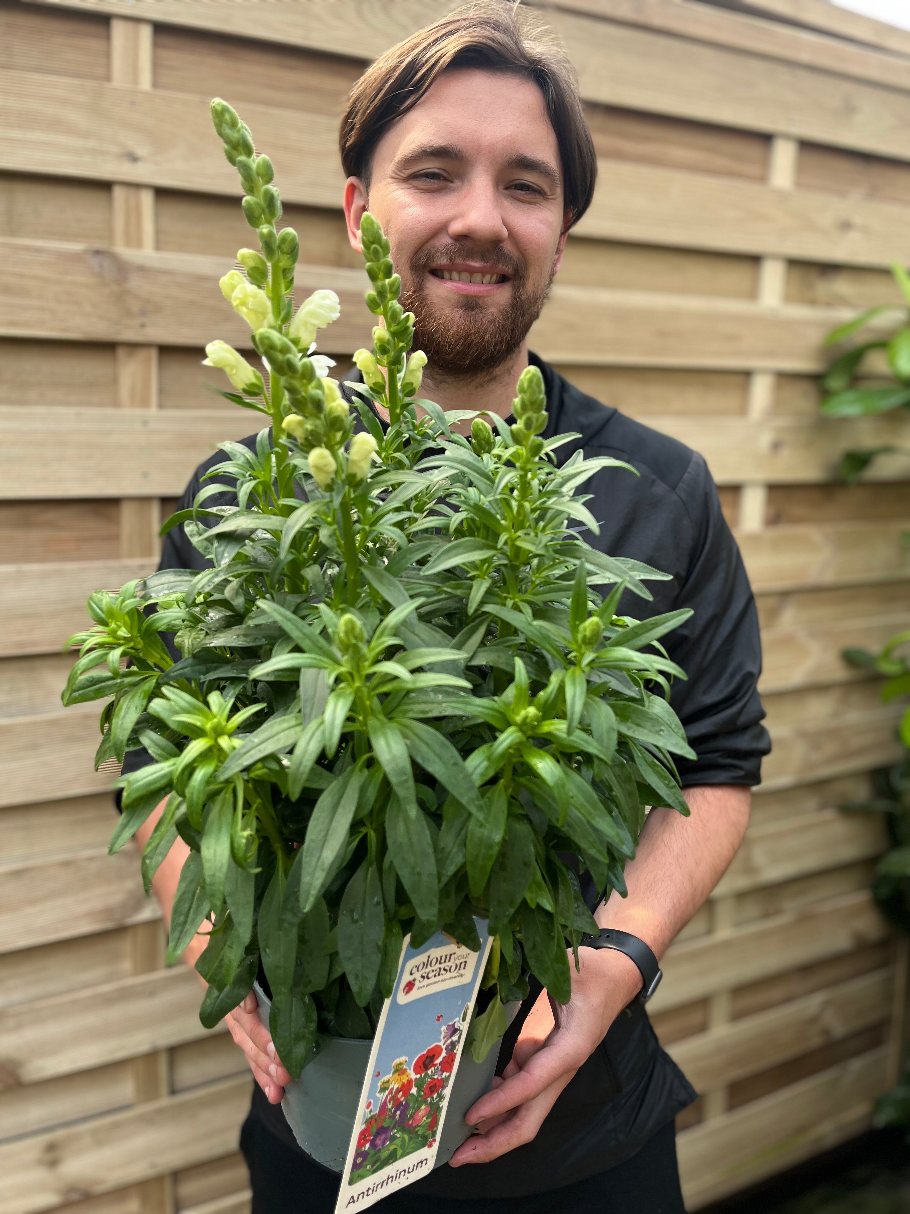 Antirrhinum (Snapdragon) White 3L