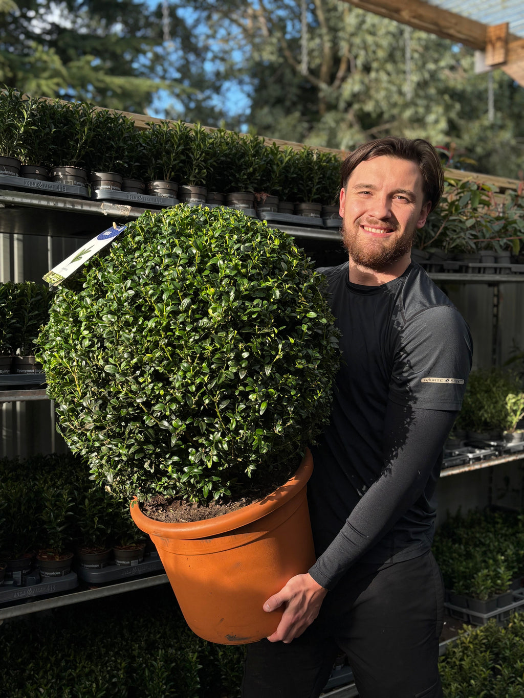 Buxus/Topiary Ball (Buxus sempervirens)