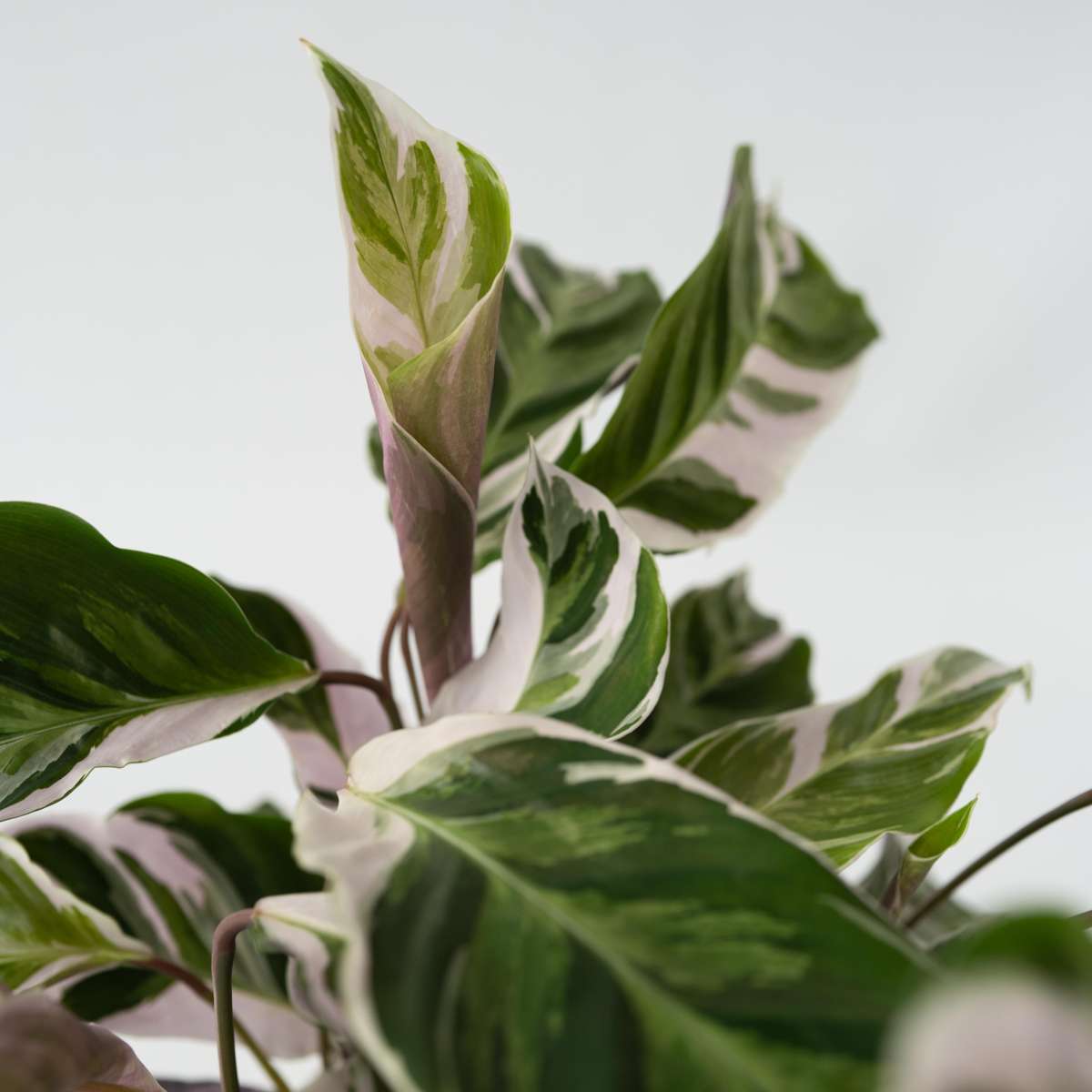 Prayer Plant - Calathea Lietzei 'White Fusion' - Height 30-40cm - ⌀14cm