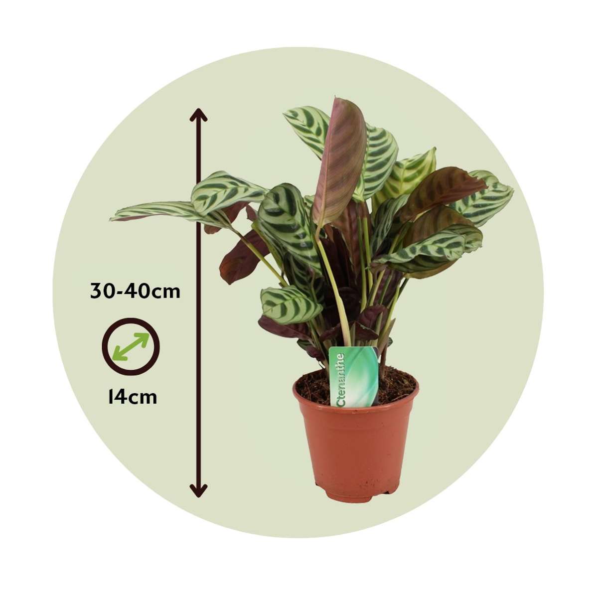 Never Never Plant - Ctenanthe 'burle-marxii' - Height 30-40cm - ⌀14cm