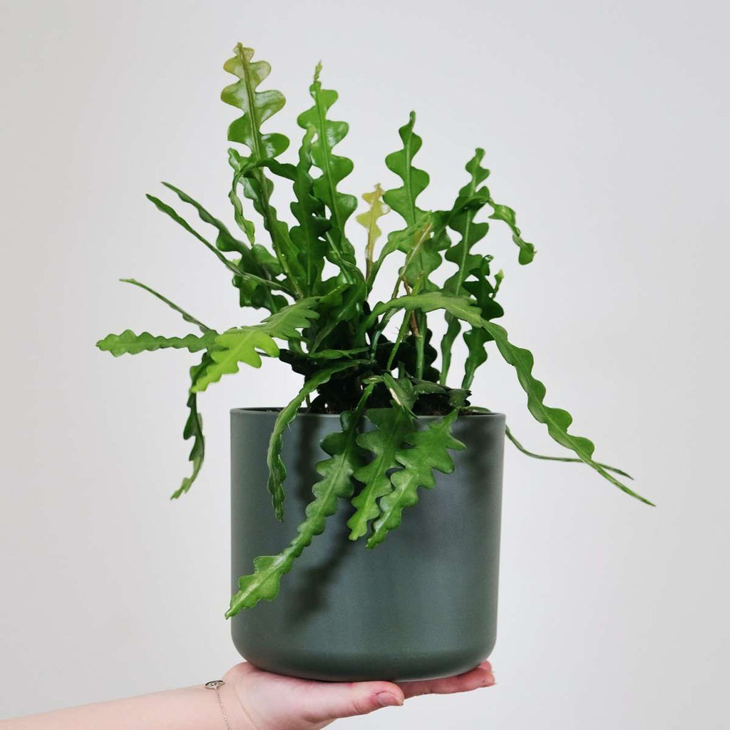 Orchid cactus - Epiphyllum 'Anguliger' - Height 30-40cm - ⌀15cm