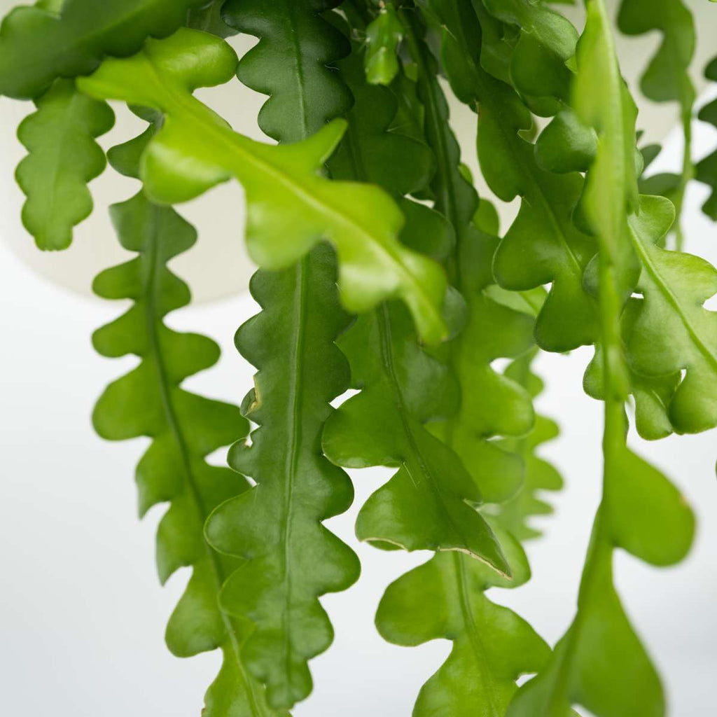 Orchid cactus - Epiphyllum 'Anguliger' - Height 30-40cm - ⌀15cm