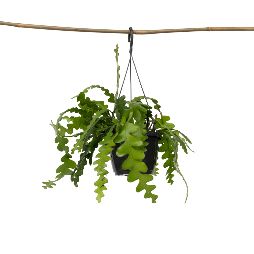 Orchid cactus - Epiphyllum 'Anguliger' - Height 30-40cm - ⌀15cm