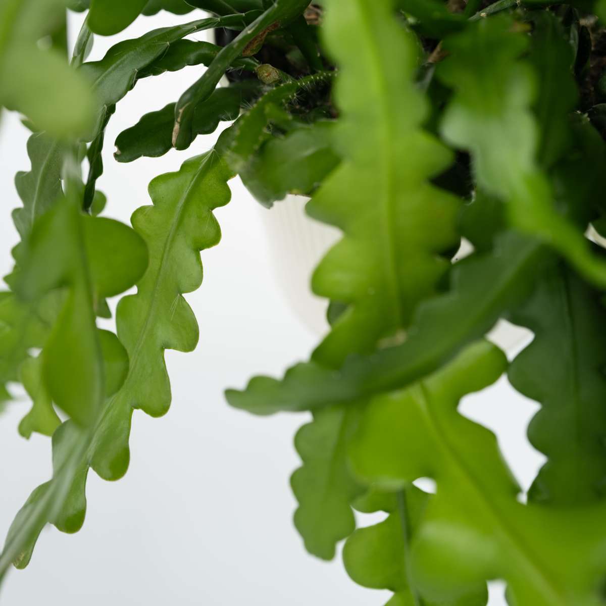 Orchid cactus - 2 pcs. - Epiphyllum 'Anguliger' - Height 30-40cm - ⌀15cm