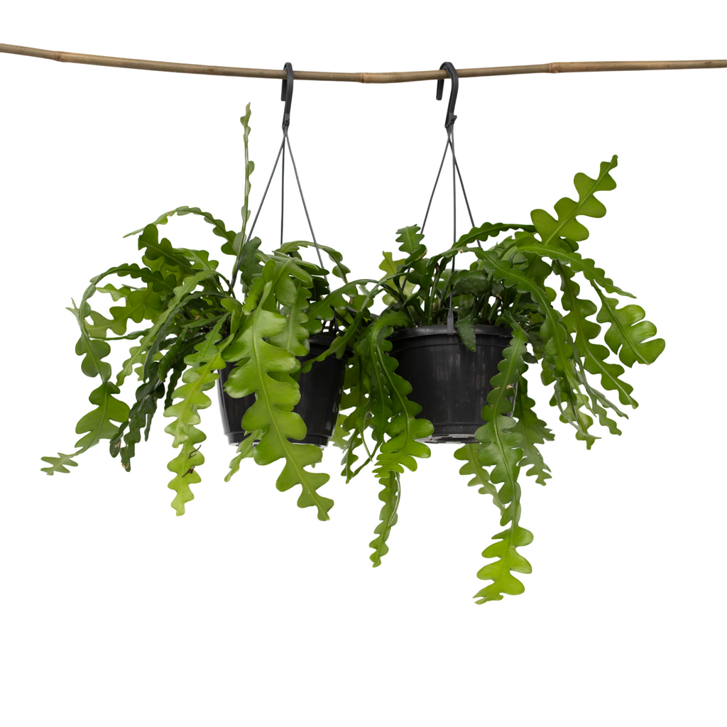 Orchid cactus - 2 pcs. - Epiphyllum 'Anguliger' - Height 30-40cm - ⌀15cm