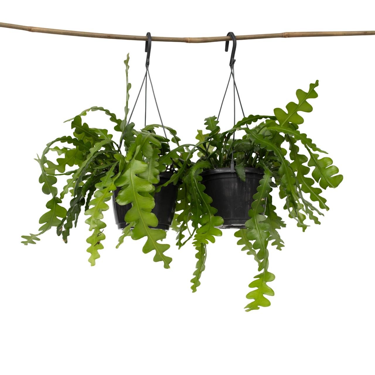 Orchid cactus - 2 pcs. - Epiphyllum 'Anguliger' - Height 30-40cm - ⌀15cm