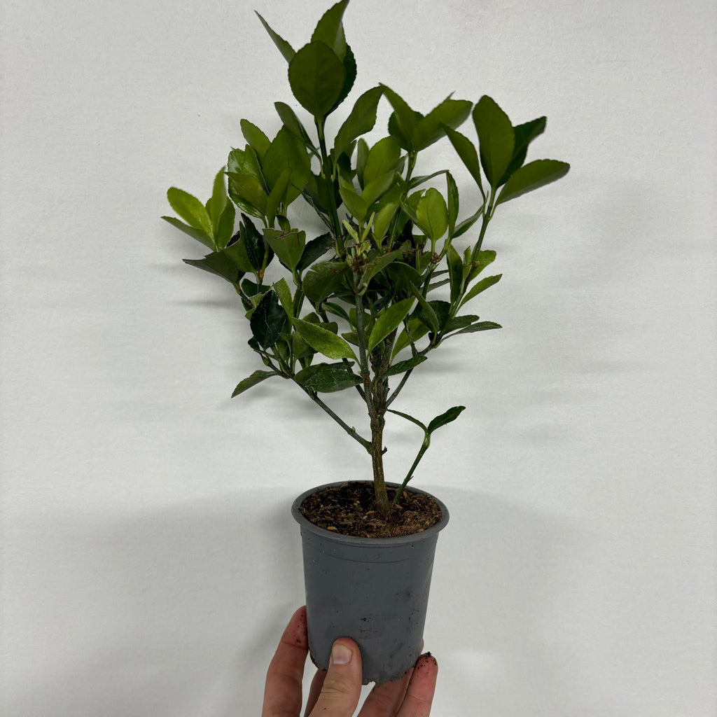 Euonymus japonica 'Himalaya' 9cm/2L/5L