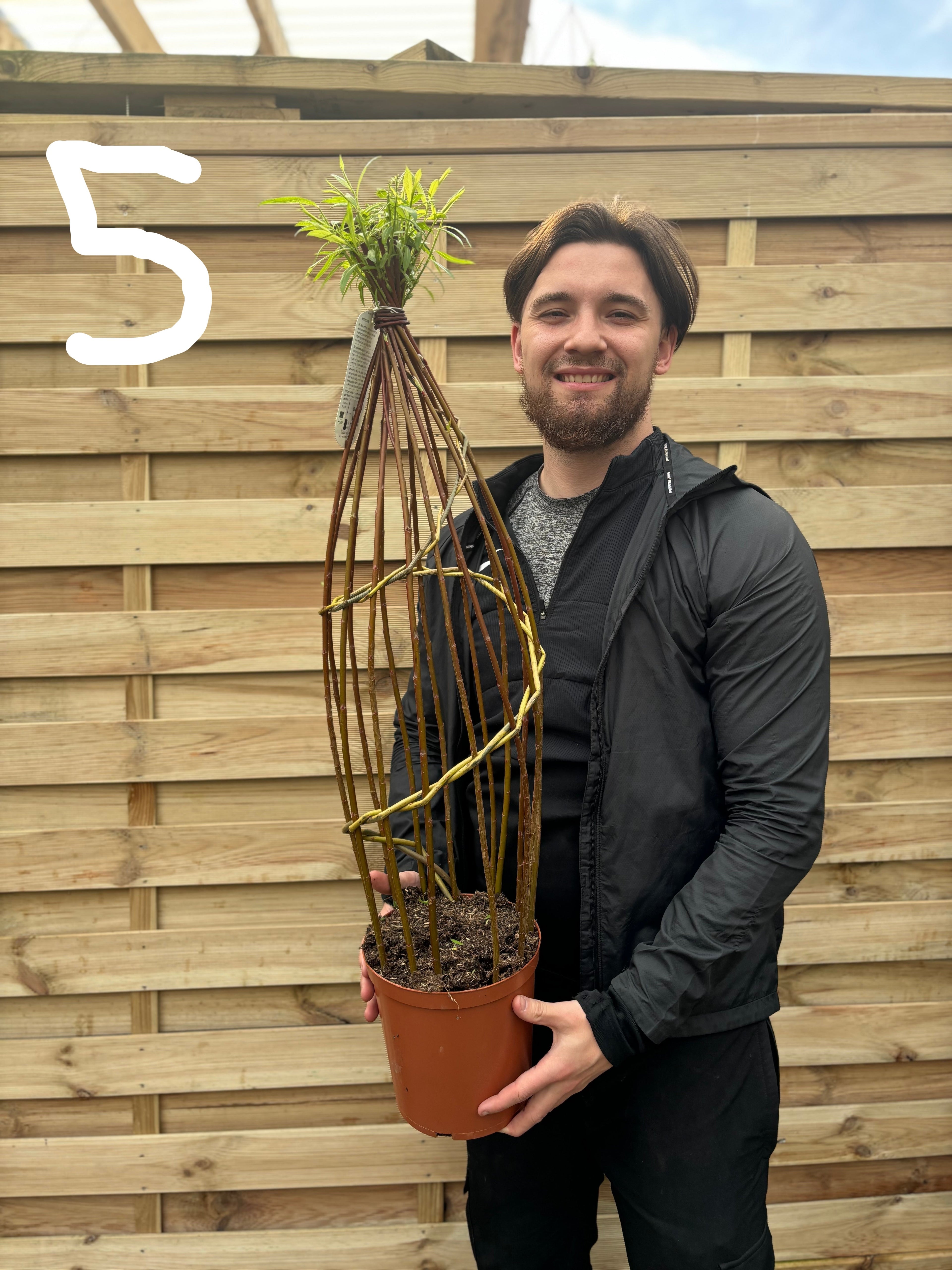 Salix  Living Braided Willow Tree Sculpture (80-90cm)