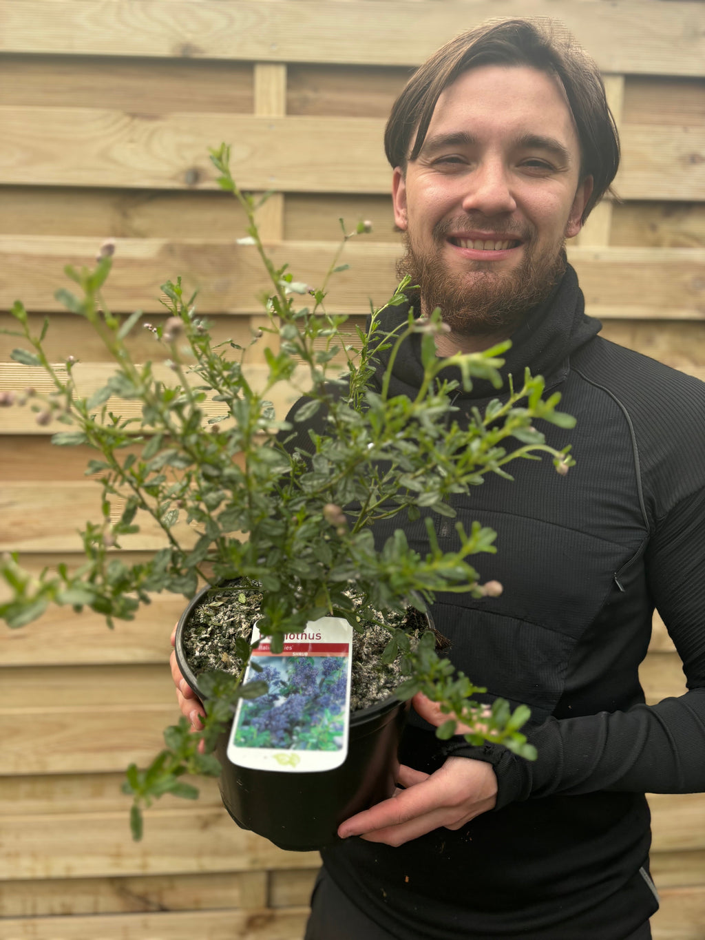 Ceanothus 'Italian Skies' (Californian Lilac) 3L