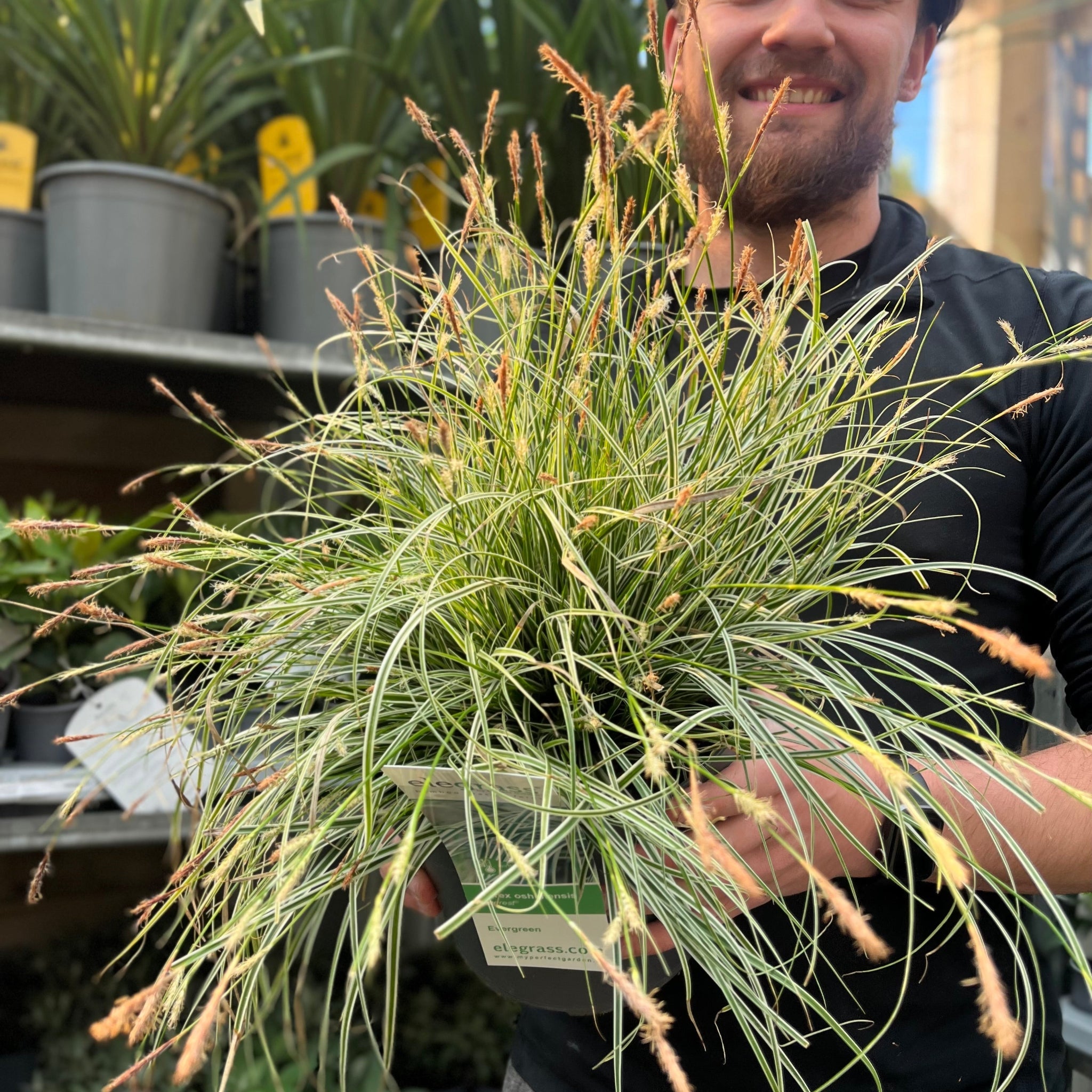 Carex - Everest | Ornamental Grass 9cm / 1L / 2L