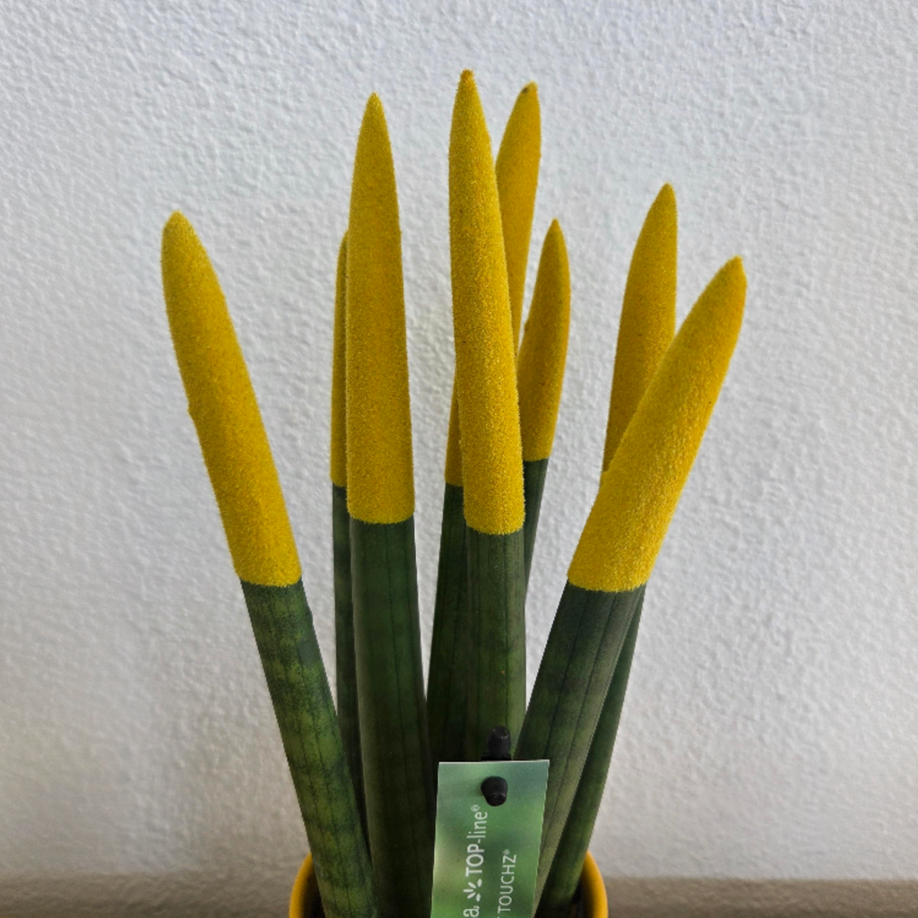 Snake Plant Velvet Touch - Sansevieria cylindrica - Height 20-40cm - ⌀9cm