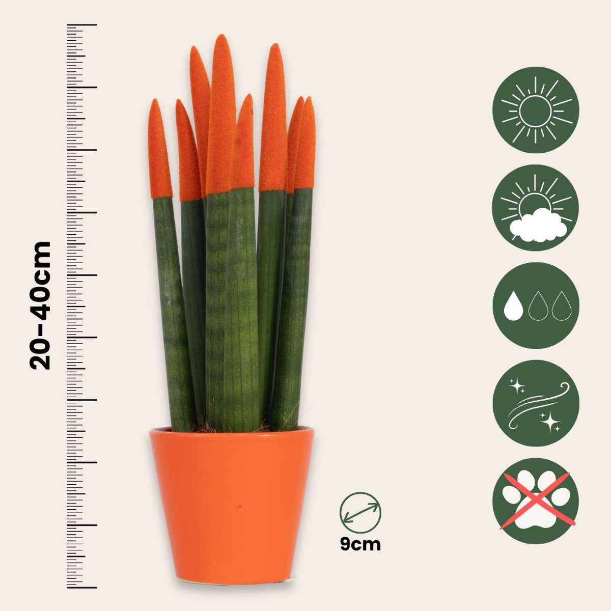 Snake Plant Velvet Touch - Sansevieria cylindrica - Height 20-40cm - ⌀9cm
