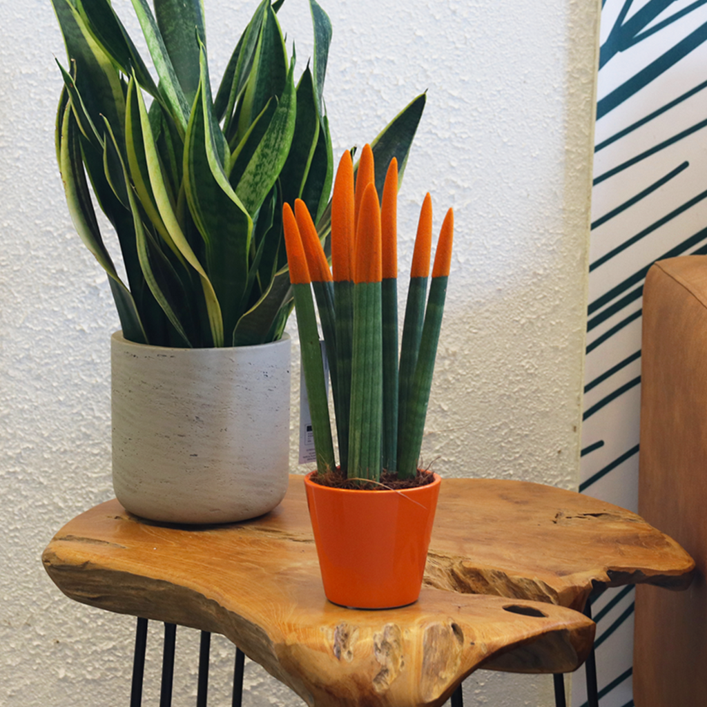 Snake Plant Velvet Touch - Sansevieria cylindrica - Height 20-40cm - ⌀9cm