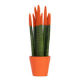 Snake Plant Velvet Touch - Sansevieria cylindrica - Height 20-40cm - ⌀9cm