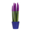 Snake Plant Velvet Touch - Sansevieria cylindrica - Height 20-40cm - ⌀9cm