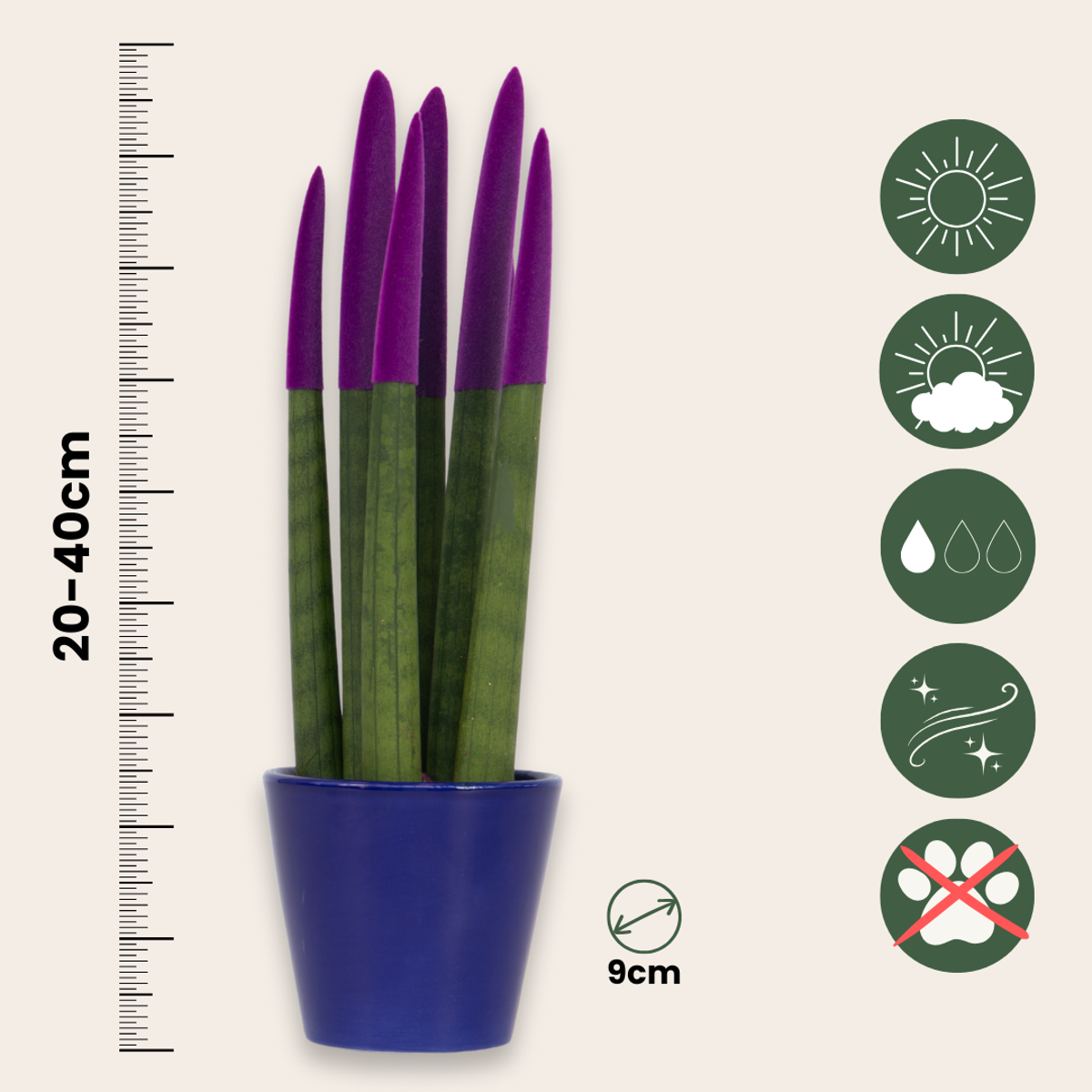 Snake Plant Velvet Touch - Sansevieria cylindrica - Height 20-40cm - ⌀9cm