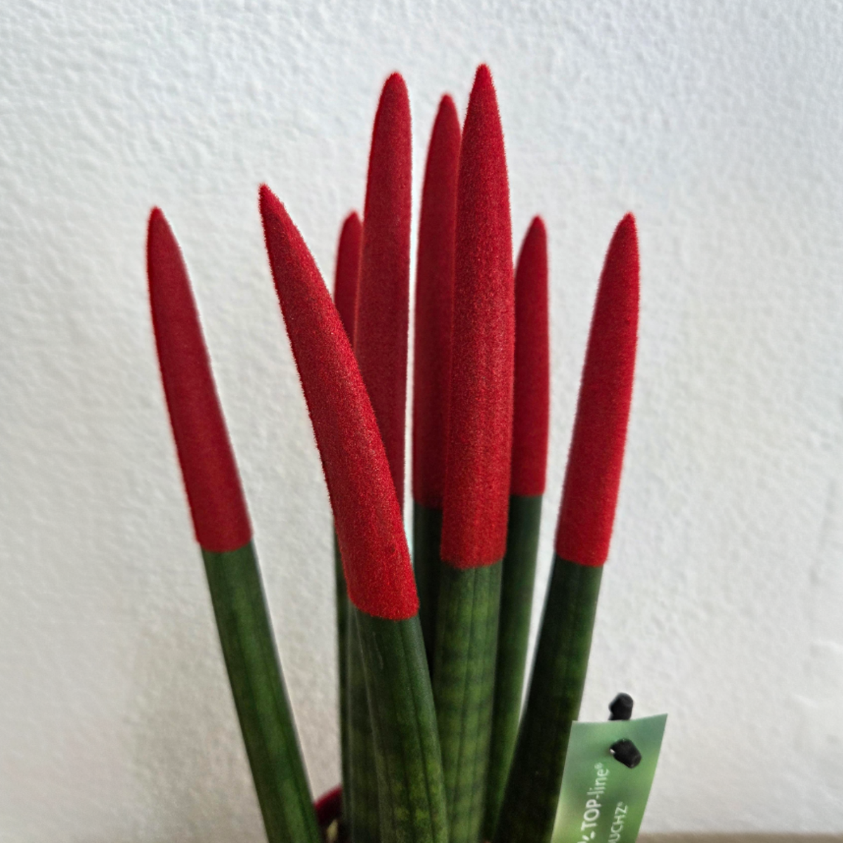 Snake Plant Velvet Touch - Sansevieria cylindrica - Height 20-40cm - ⌀9cm
