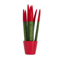 Snake Plant Velvet Touch - Sansevieria cylindrica - Height 20-40cm - ⌀9cm