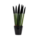 Snake Plant Velvet Touch - Sansevieria cylindrica - Height 20-40cm - ⌀9cm