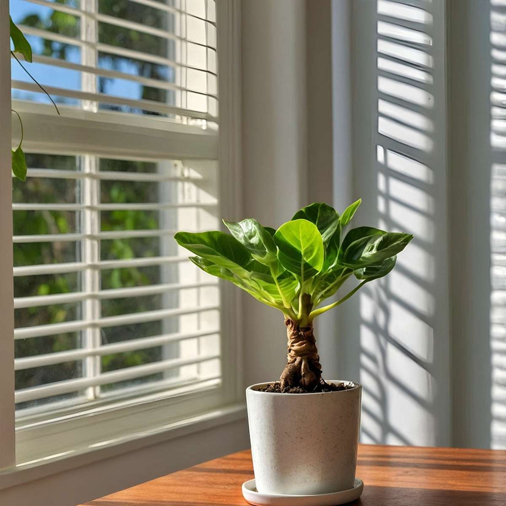 Hawaiian Palm - Brighamia insignis - Height 25-35cm - Pot 12cm
