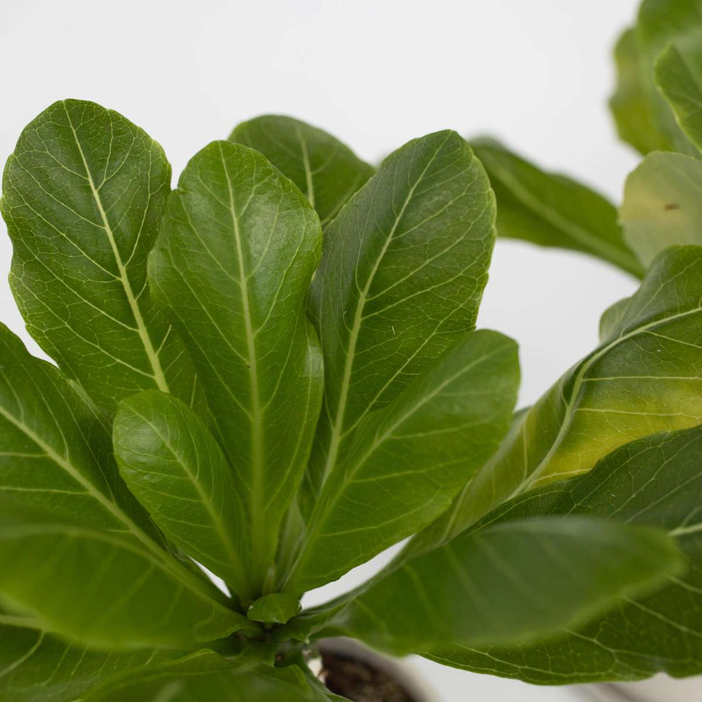 Hawaiian Palm - Brighamia insignis - Height 25-35cm - Pot 12cm