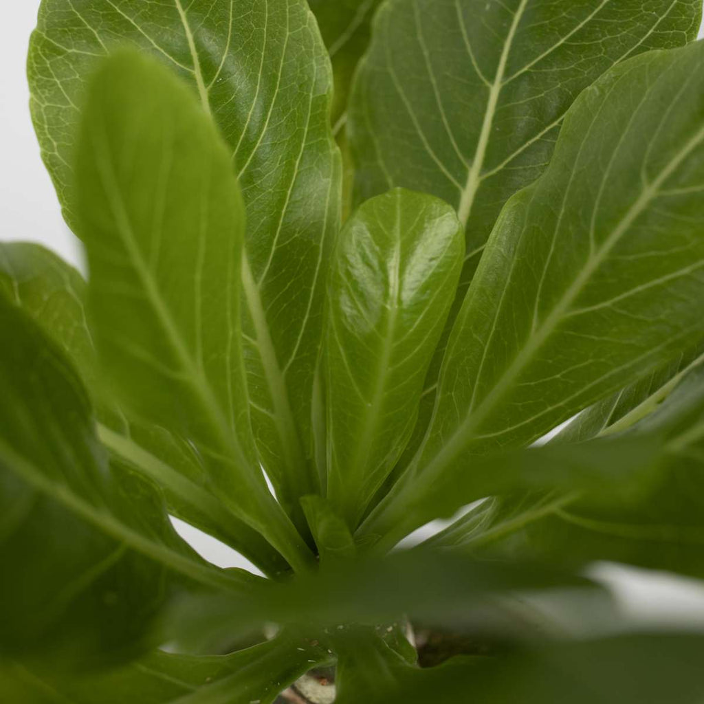 Hawaiian Palm - Brighamia insignis - Height 25-35cm - Pot 12cm