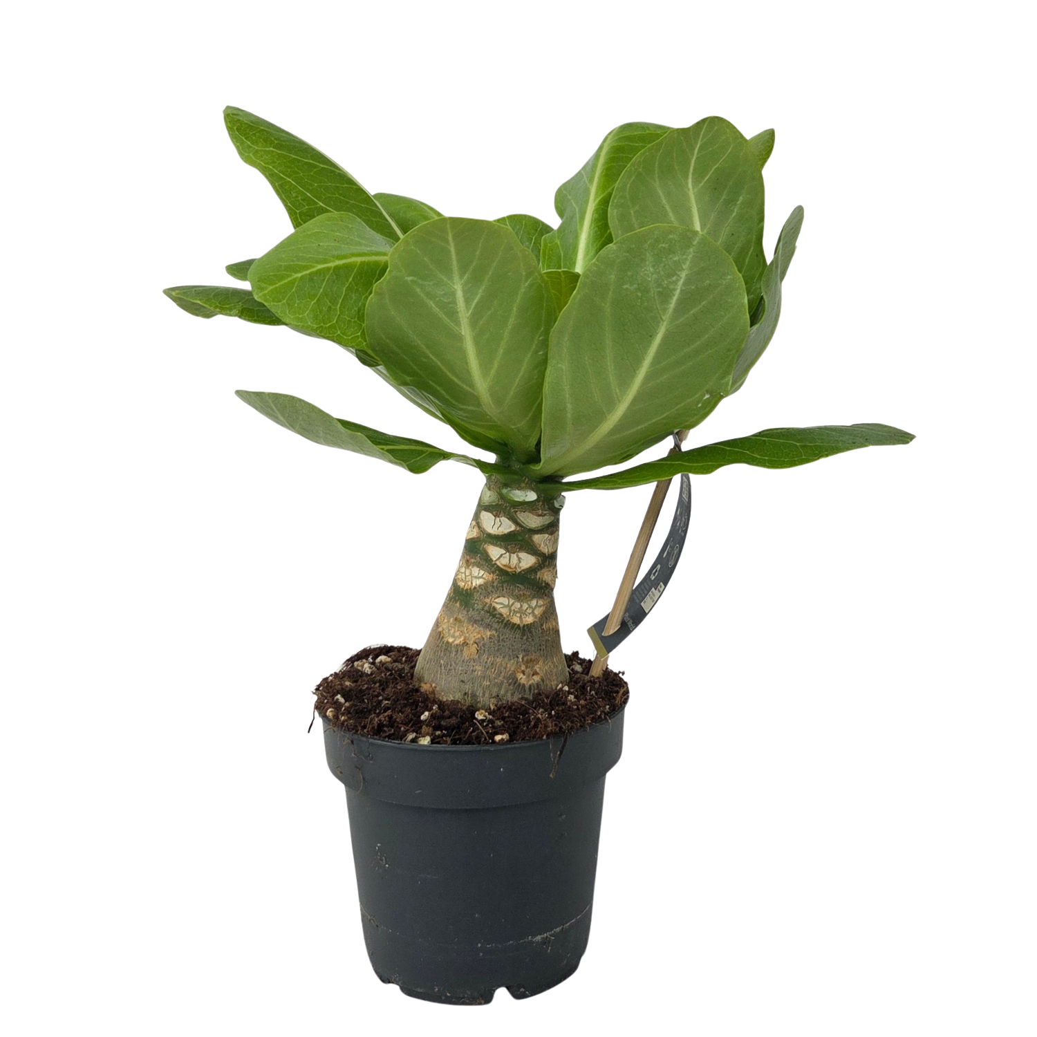 Hawaiian Palm - Brighamia insignis - Height 25-35cm - Pot 12cm
