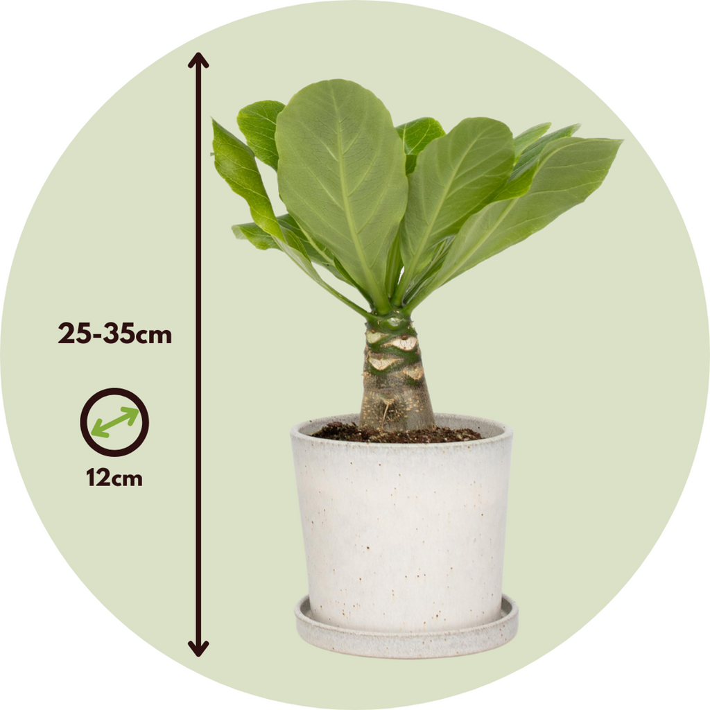 Hawaiian Palm - Brighamia insignis - Height 25-35cm - Pot 12cm