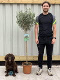 Olive Tree 160-170cm