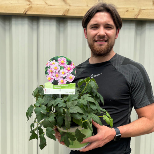 Anemone hupehensis 'Alando Rose' 4L