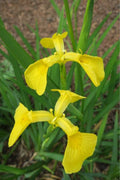Iris 'Kimboshi' - MP050A Packs