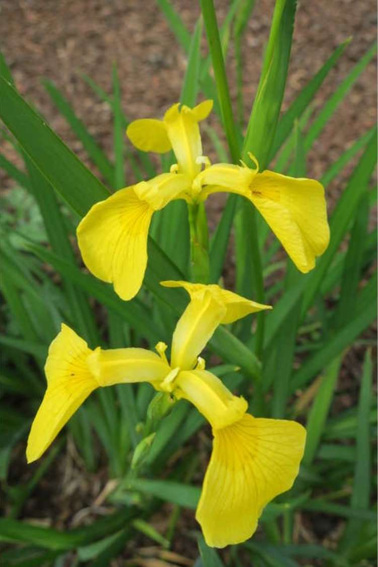 Iris 'Kimboshi' - MP050A Packs