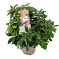 Rhododendron 'Three Sisters' 5L
