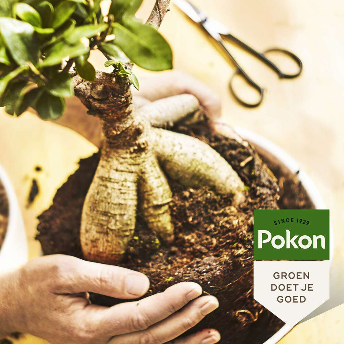 Pokon liquid plant food - Bonsai - 250ml