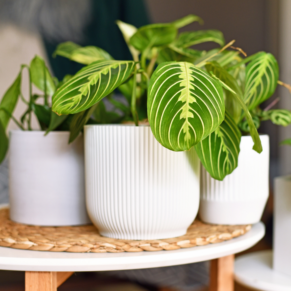 Pokon Universal liquid plant food - 500ml