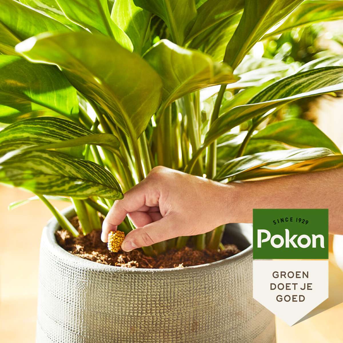 Pokon food cones houseplants - 10 pieces