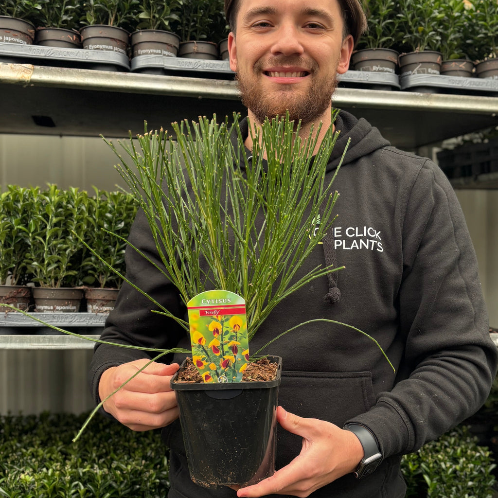 Cytisus 'Firefly' 2L