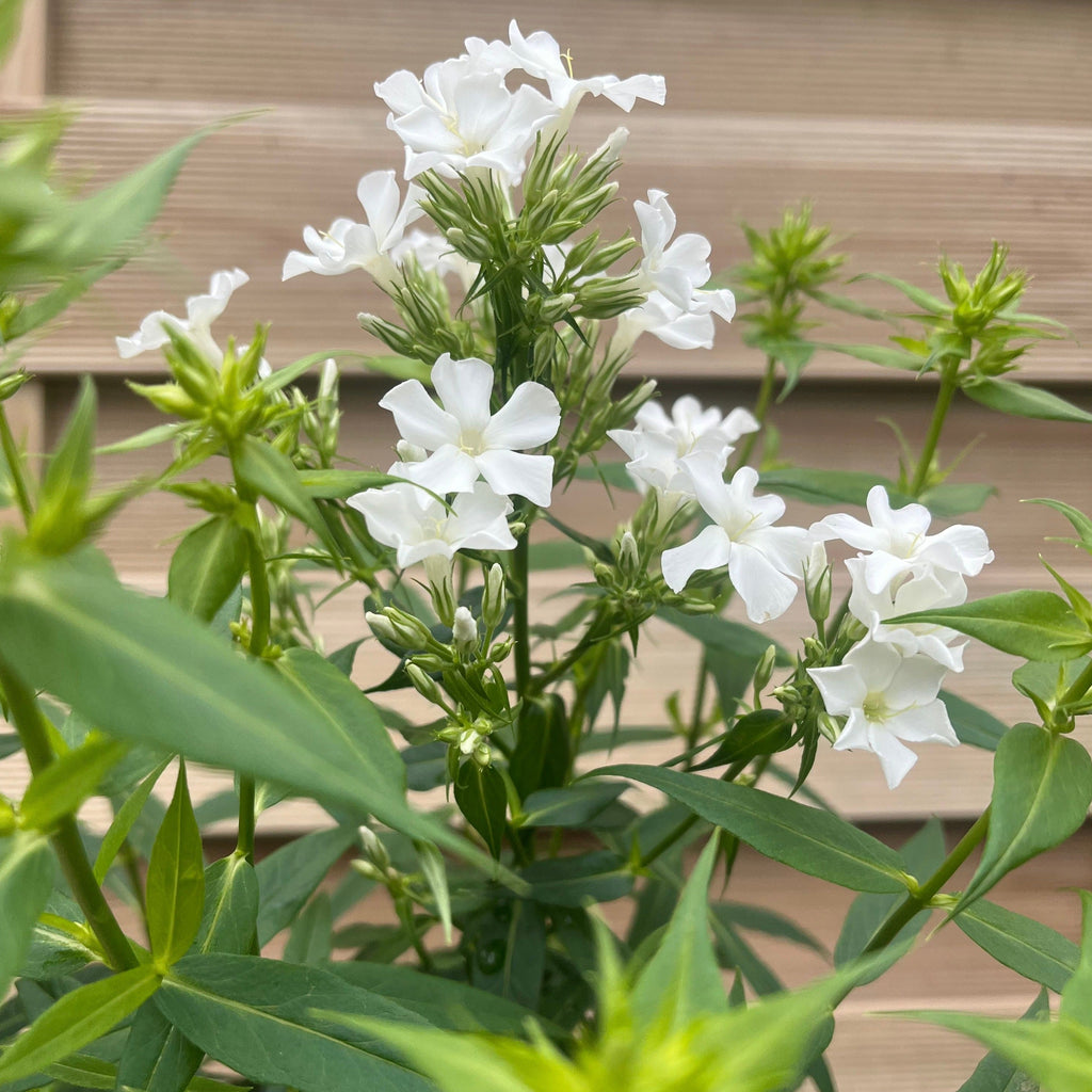 Phlox paniculata Early White 2L