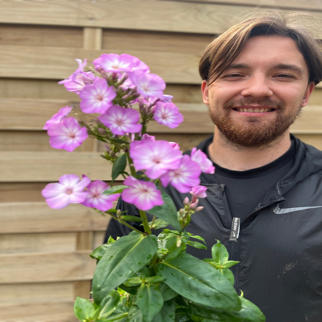 Phlox paniculata 'Pink Eye Flame' 2L