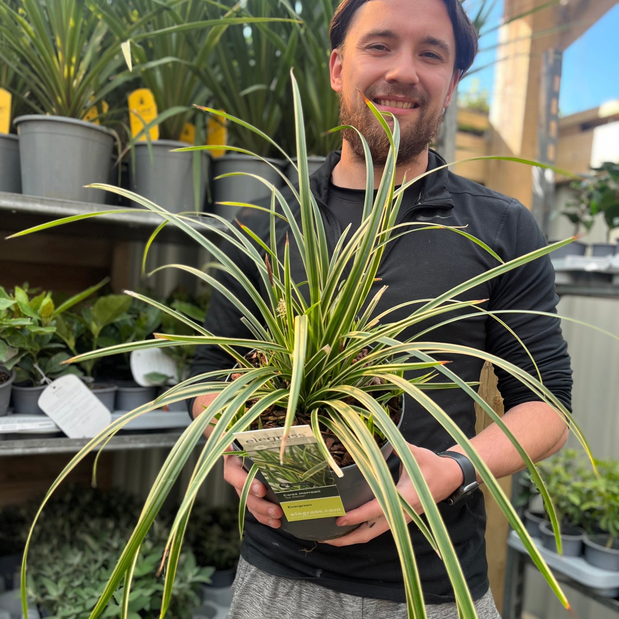 Carex morrowii 'Ice Dance' 3L