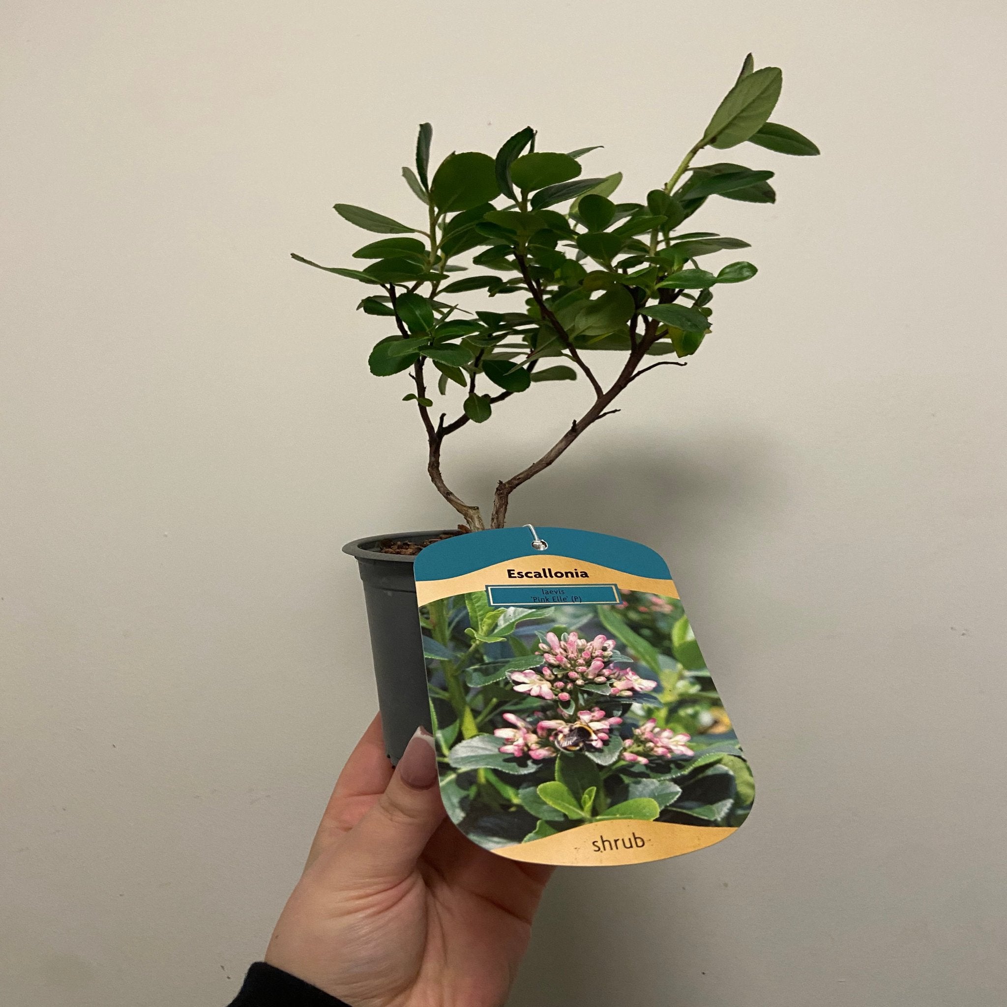 Escallonia 'Pink Elle' 9cm